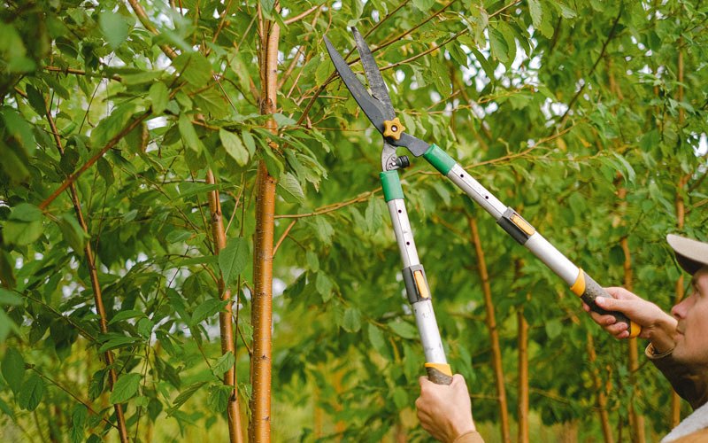 Tree trimming in Huguenot, NY